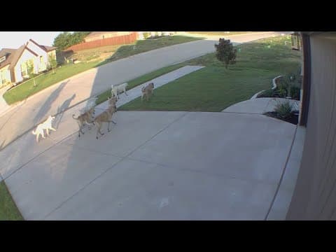 City of Godley working to address pack of roaming stray dogs