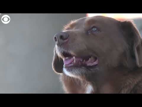 Meet Bobi, the world's oldest dog on record