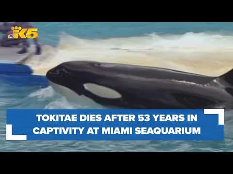 Tokitae, Southern Resident orca, dies in captivity after calls to bring her home