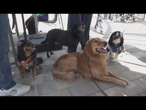 Seniors & Therapy dogs take fundraising walk | The Night Cap