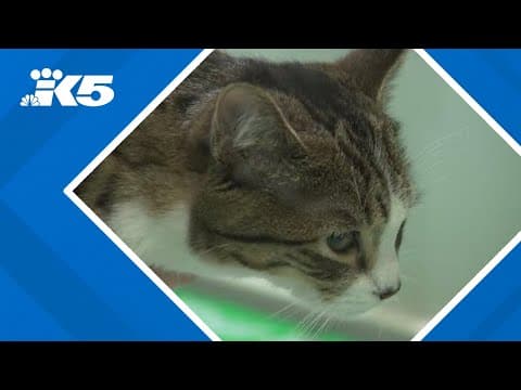 Bird flu outbreaks prompt warning to Seattle pet owners