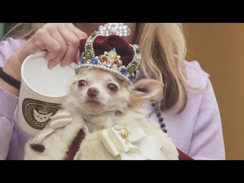 The Mystic Krewe of Barkus goes 'Pawsitively Pink' for Carnival season