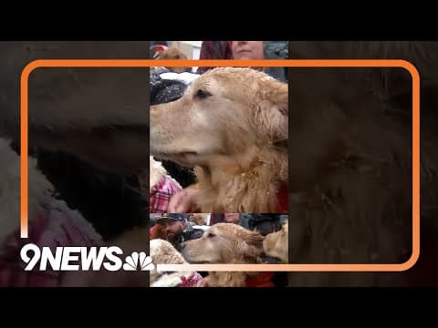 Thousands of golden retrievers gather on a snowy Colorado day