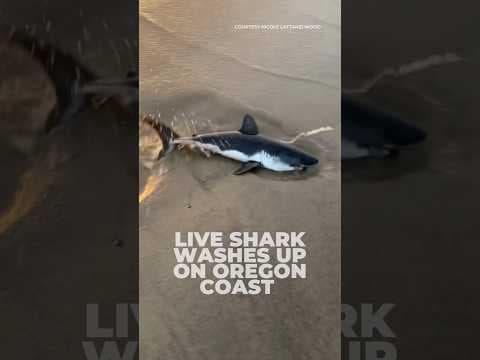 Live shark washes up on #Oregon coast
