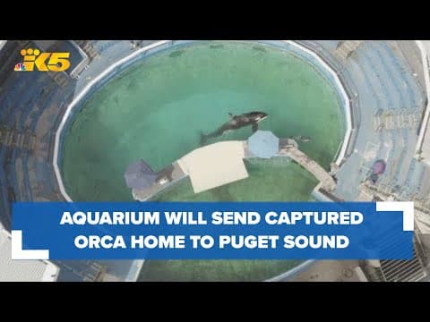 Miami Seaquarium agrees to send orca captured from the Puget Sound home