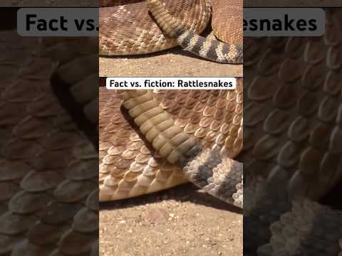 Here’s what’s fact and fiction about rattlesnakes. #news #nature #snakes #california #desert