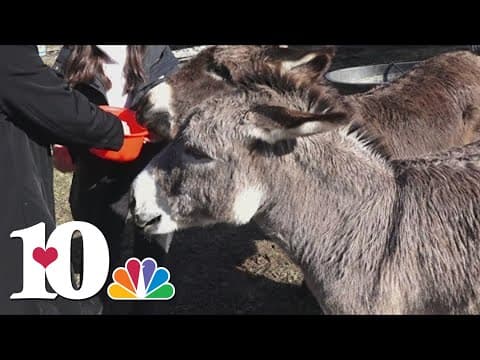 Meet the animals at the Museum of Appalachia
