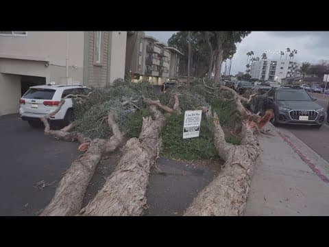 Weather Impact Alert | Downed trees, King Tides, scattered showers