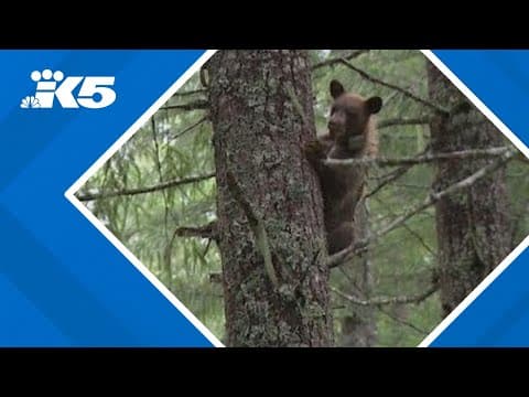 Rehabilitated bear cubs released back into the wild