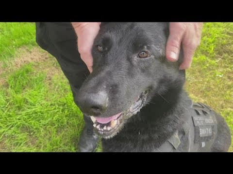 San Diego police dog, hero, survives 2nd stabbing in 4 months