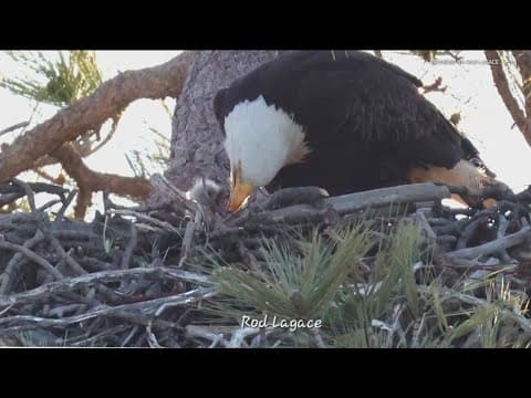 Bald Eagle spotted in San Diego County