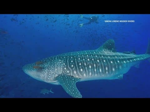 San Diego diver's once-in-a-lifetime experience in the Galapagos