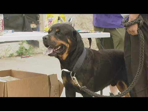 ElleVet Project provides free veterinary care for low-income and unhoused pet owners