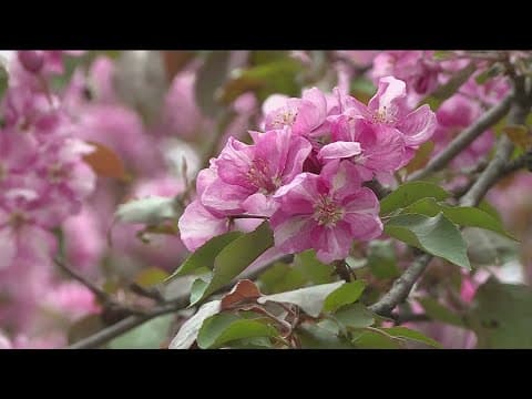 Grow with KARE: Favorite blooming trees