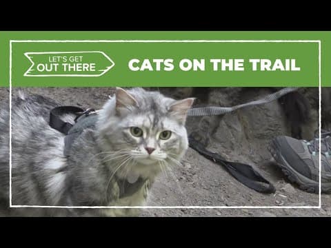 Hiking with cat companions | Let's Get Out There