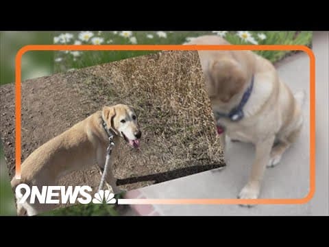 Ken Caryl Valley family says their dog was shot and killed Thanksgiving morning