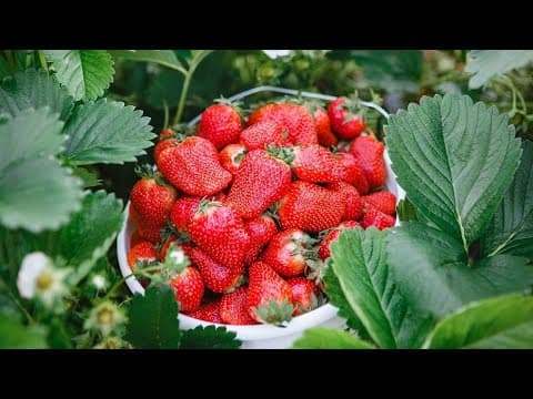 Lincoln Strawberry Festival in Loudoun County, May 18-19