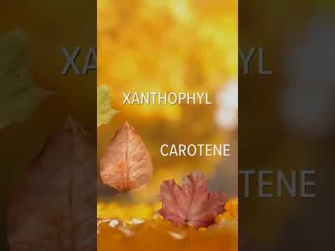 Ever wonder why leaves change color in the fall?