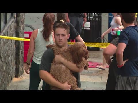 District Dogs Flood | One Year Later