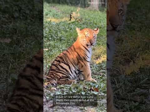 The Minnesota Zoo's public debut of two critically endangered Amur tiger cubs went gr-r-reat!