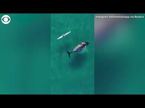 Drone footage captures moments humpback whale follows kayaker in Australia