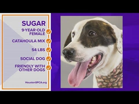 Pawfect Match: Meet Sugar
