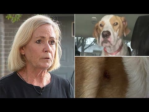 Burglars shoot Texas woman's rescue dog, go through her son's ashes
