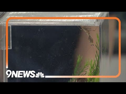 Sunrise Safari: Dead leaf mantis