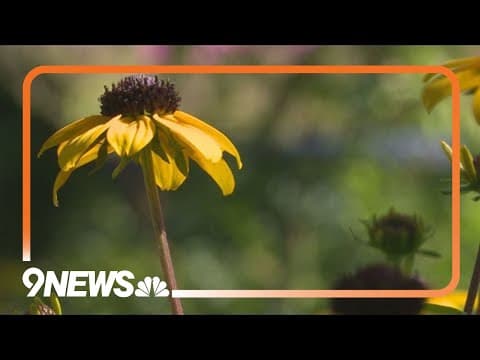 The late summer flower that will transform your garden