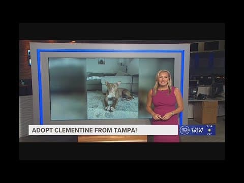 Give Clementine from Tampa a fur-ever home!