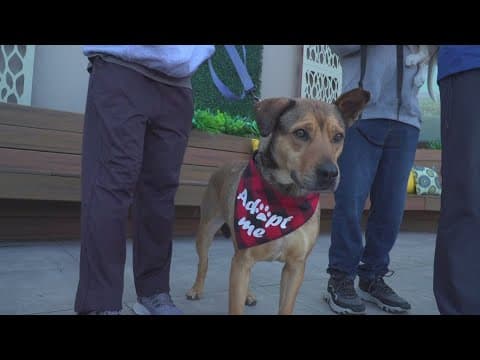 Del Mar Dog Rescue to hold adoption event | March 1