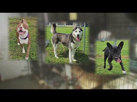 JP Parks and Rec holding 'Best Rescue in Show' event to help animals find forever homes