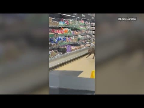 Chicago police work to remove coyote from refrigerator shelf