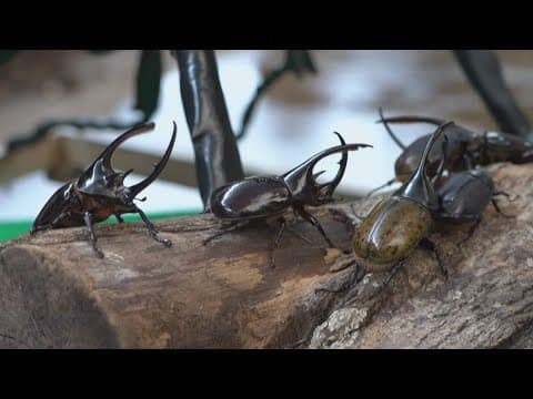 Columbia highlands are using beetles to break down trash | ECO9