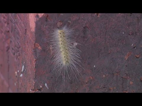 Fuzzy caterpillars all over Houston have many worried about their trees