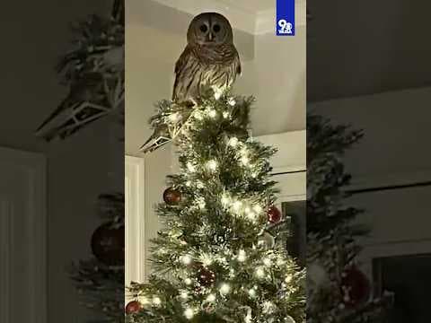 Barred Owl flies into home as Christmas Tree Topper
