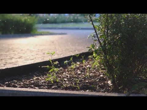 Bats work the night shift to bolster Fort Worth's ecosystem