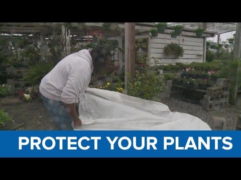 How to properly protect your plants from arctic freeze