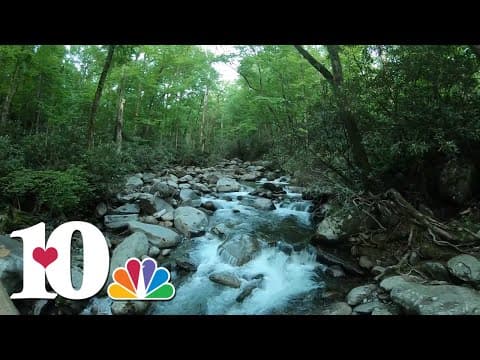 A hike on Porters Creek Trail in the Great Smoky Mountains | 10Explores