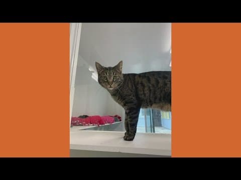 Donald from 'Friends of Cats' needs a home!