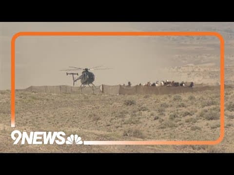 More than 20,000 wild horses and burros to be removed from public lands