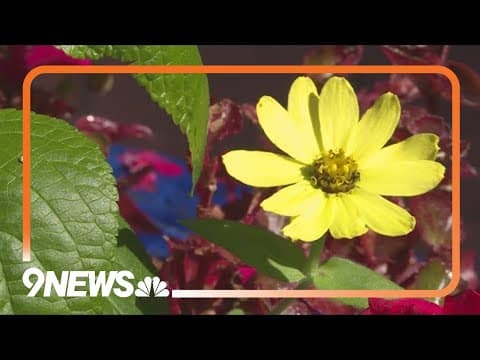 What happens to your plants during hot weather?