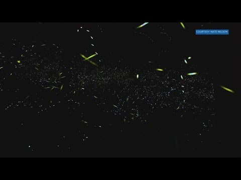 Here's where and how you can watch fireflies this summer in East TN
