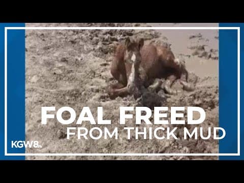 Foal rescued from mud in southeastern Oregon