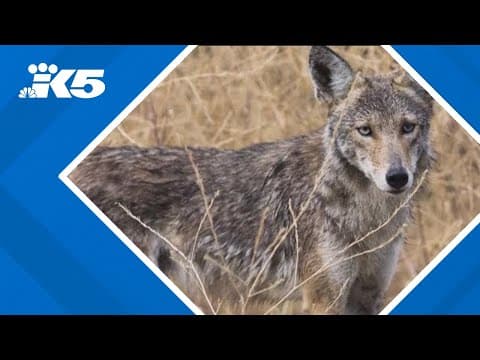 Boy bitten by coyote in Renton