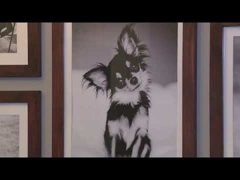 Chihuahua attacked by pit bulls in Cypress home