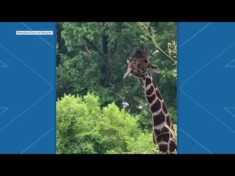 Watch a giraffe catch raindrops with its tongue at zoo