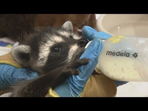 Baby raccoons bottle-fed before their release into the wild | Zevely Zone