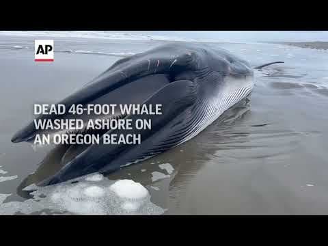 Whale decomposing on Oregon beach a sad but 'super educational' spectacle