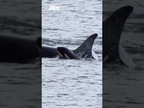 Conservationists mourn J pod orca calf's death as new calf sighting brings hope